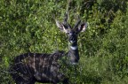 Antilope kund�