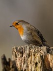 Pettirosso Pettirosso