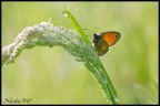 Butterfly Butterfly