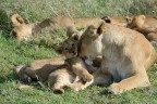 Cucciolo di mamma! Cucciolo di mamma!