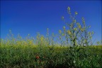 Il ribelle Il ribelle