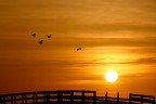 il ponte... il ponte...