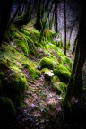 Magical Moss Magical Moss