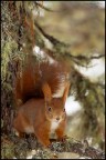 Red Squirrel