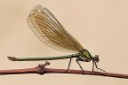 Calopteryx splendens Calopteryx splendens