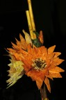 fiori fiori