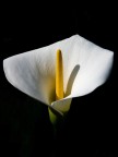 Calla Calla