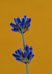 Color lavanda
