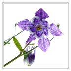 Aquilegia