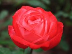 Rosso vivo Rosso vivo