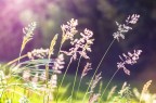 Aria di Primavera Aria di Primavera