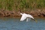 Garzetta Egretta Garzetta Egretta