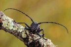 Morimus Asper Morimus Asper