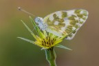 Pontia edusa Pontia edusa