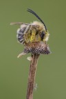 Inebriata di polline Inebriata di polline