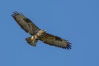 Poiana (Buteo buteo) Poiana (Buteo buteo)
