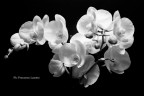 Orchidea Orchidea