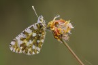 Euchloe ausonia Euchloe ausonia