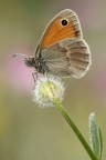 Coenonympha pamphilus