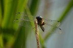 macro macro