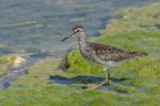 Piro-Piro boschereccio (Tringa glareola)