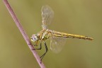 Sympetrum fonscolombii Sympetrum fonscolombii
