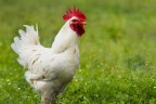 Il Gallo Il Gallo