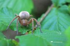 Olios argelasius Olios argelasius