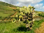 Sicilia bedda mia Sicilia bedda mia