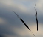 Minimal Minimal