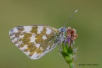 Pontia edusa Pontia edusa