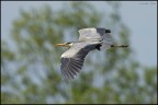 Ardea Fly