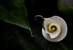 ARMONIA ARMONIA