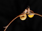 Il bacio Il bacio