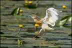 Landing Landing