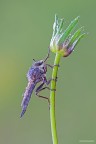Asilide Asilide