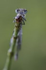damigella damigella