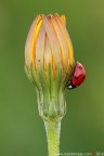 Un Fiore... Fortunato... Un Fiore... Fortunato...