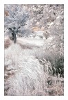 in campagna
