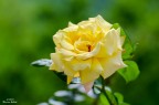 A Rose