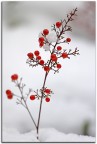 inverno in rosso inverno in rosso