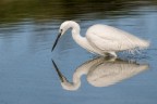 Garzetta (Egretta garzetta)