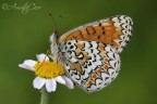 Melitaea phoebe Melitaea phoebe