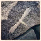 alieno albino alieno albino