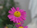 Fiore Fiore