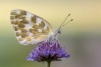 Pontia edusa Pontia edusa