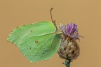 Cedronella Cedronella