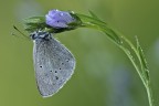 Glaucopsyche alexis (Poda 1761) Glaucopsyche alexis (Poda 1761)