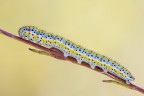 Bruco di Euchloe ausonia Bruco di Euchloe ausonia