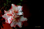 azalea azalea